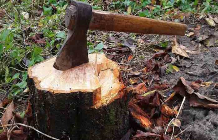 tree-cutting11