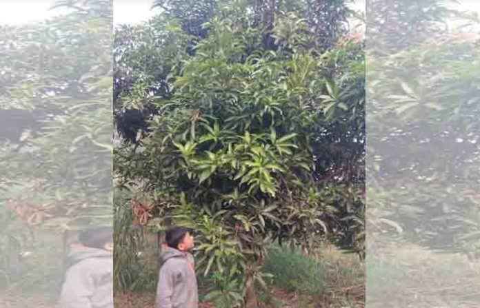 mango