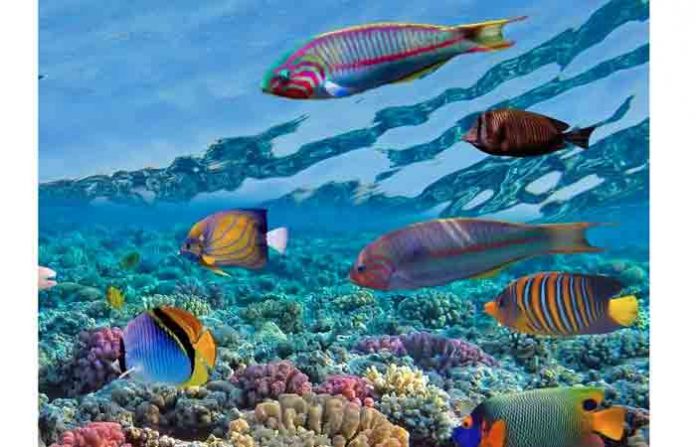 andaman11
