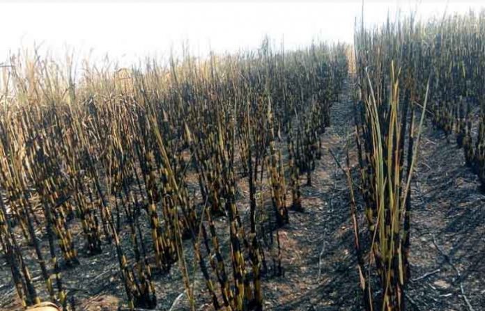 burn-sugarcane