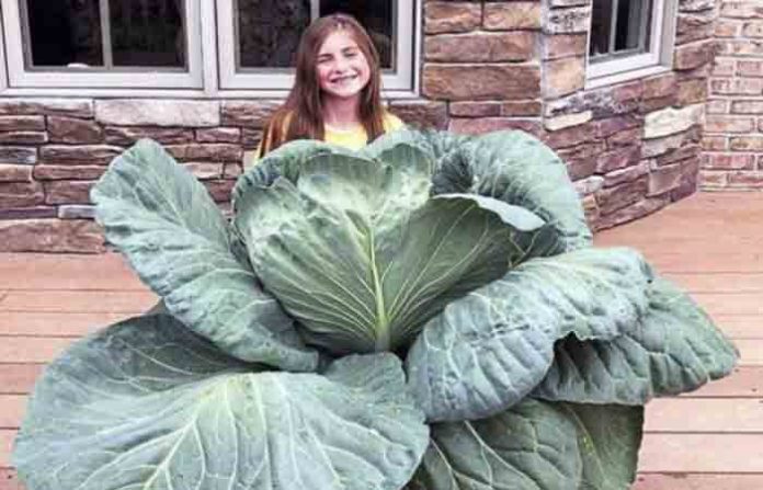 cabbage