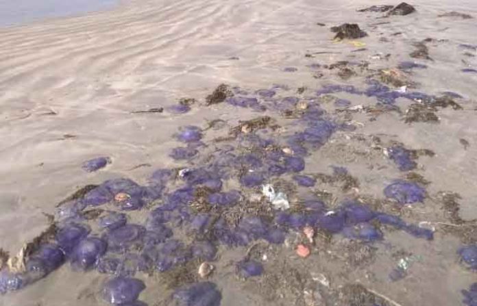jellyfish