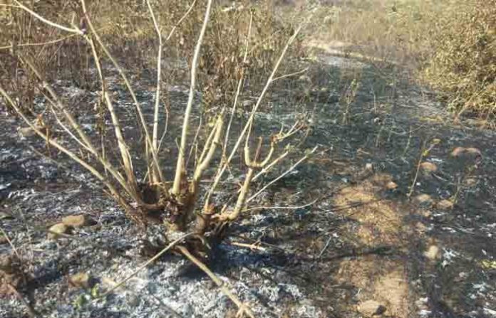 kalyan-jungle-fire