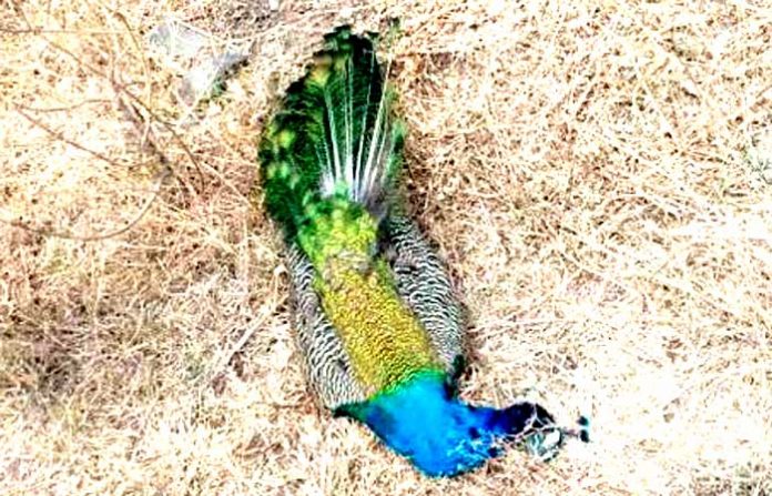 peacock