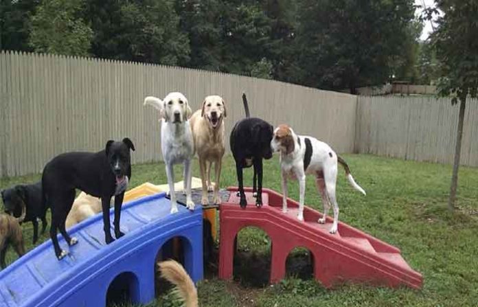 dog-park