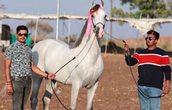 horse-22