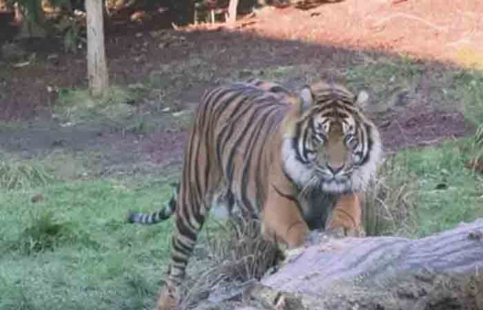 tiger