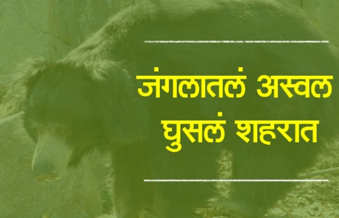 bear-in-chandrapur