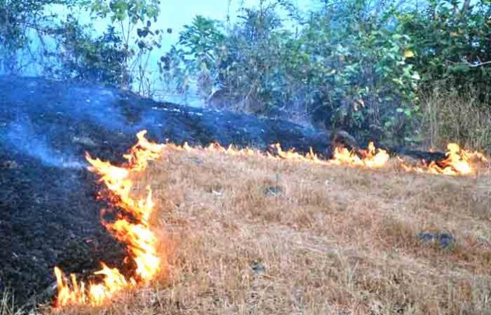 forest-fire
