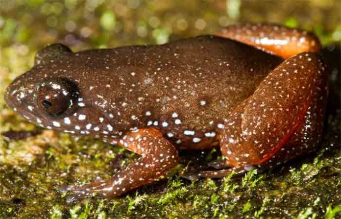 starry-dward-frog-1