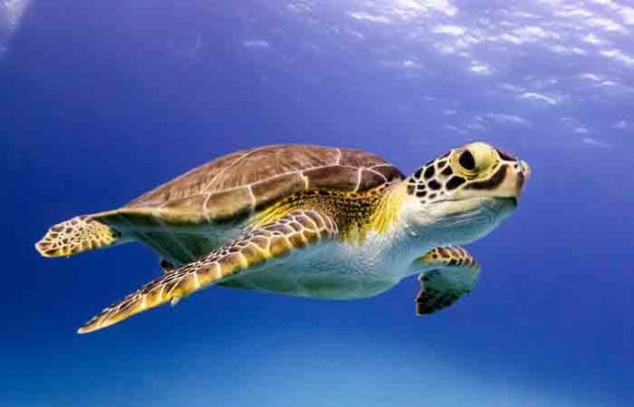 turtle-2