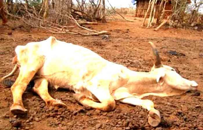 dead-cow