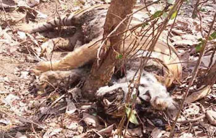 killed-1