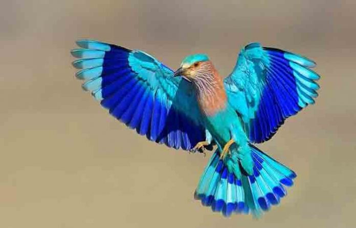 neelkanth-bird