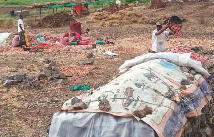 shirur-onion-rain
