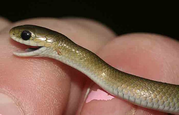 snake