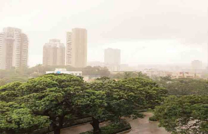 mumbai-tree