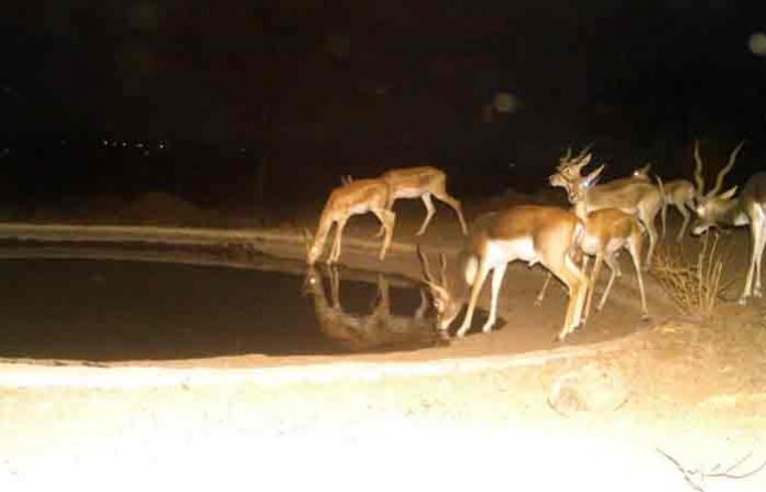 animals-in-beed3 animals-in-beed3