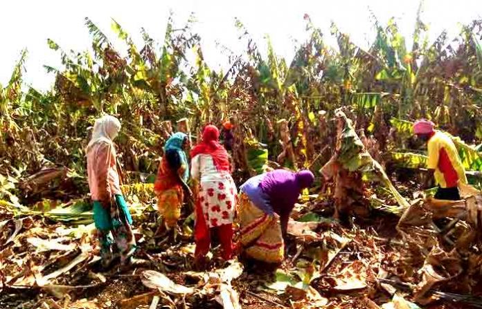 banana-crop