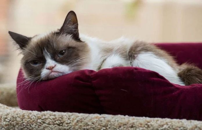 grumpy-cat