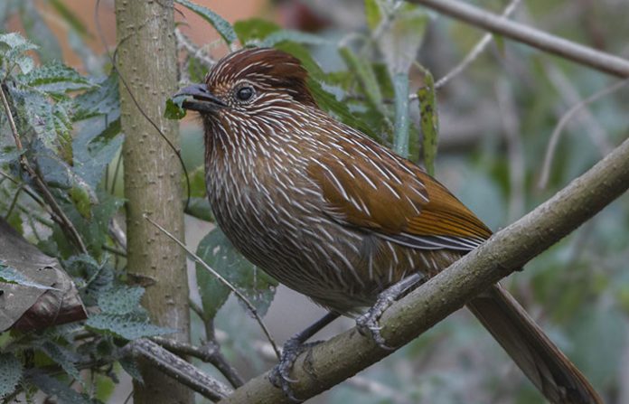 laughingthrush-bird