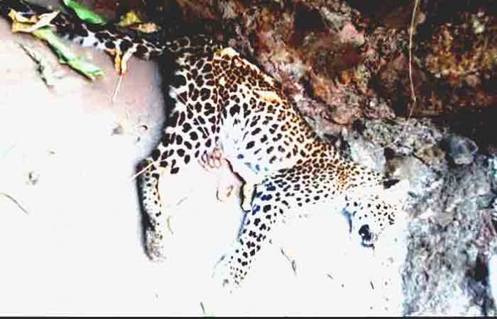 leopard-near-sangameshwar