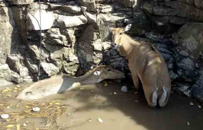 nilgai