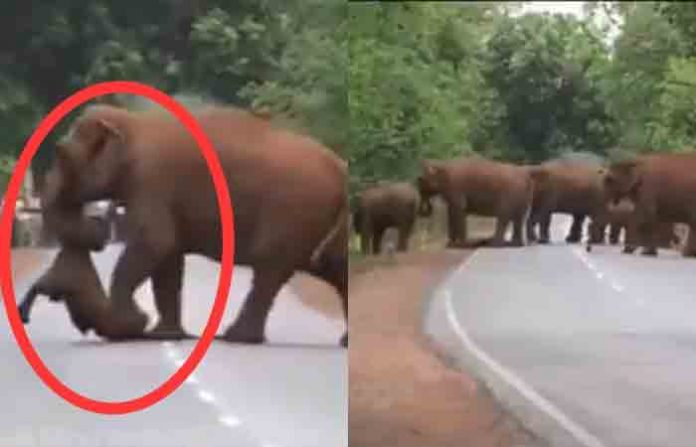 elephant