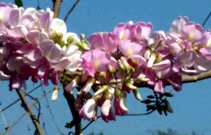 _giripushpa