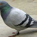 कबुतरांना दाणे देणाऱ्या चौघांविरोधात गुन्हा नोंद