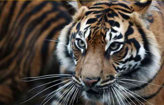 tiger