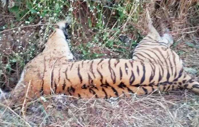 tigress