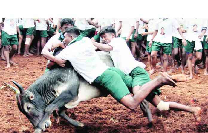 jalikattu