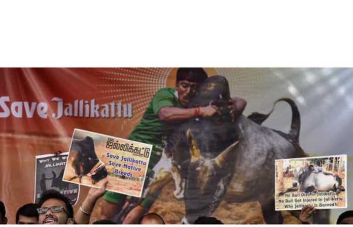 jallikattu