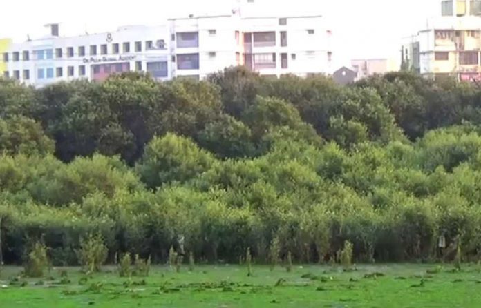 mangroves-1