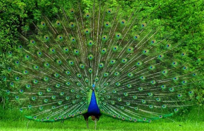 peacock