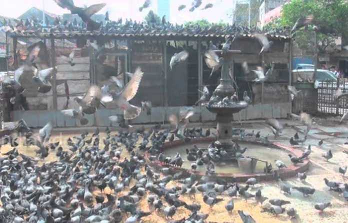 pigeon