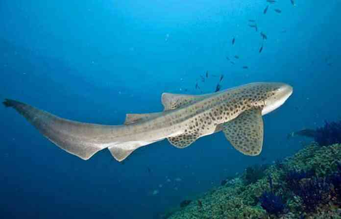 shark