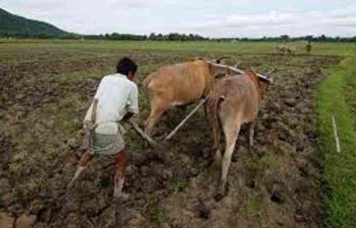 farmer