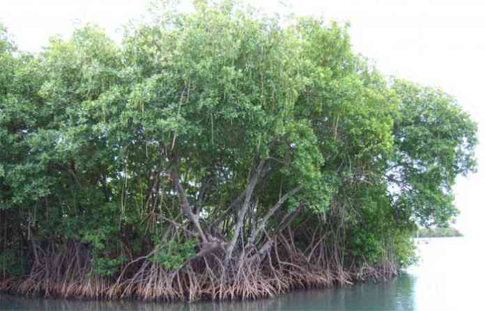 mangrove