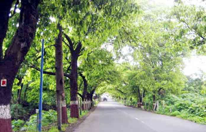 tree