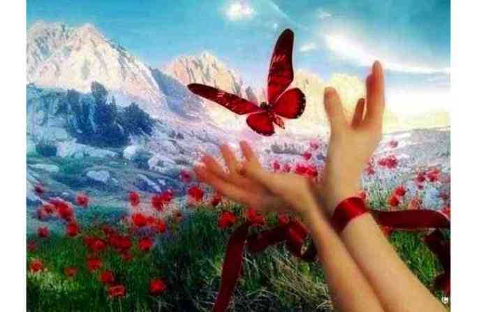 butterfly