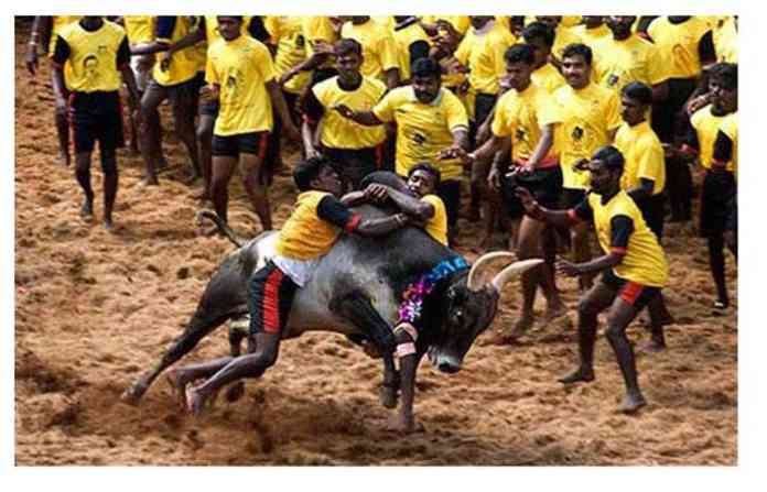 jallikutu