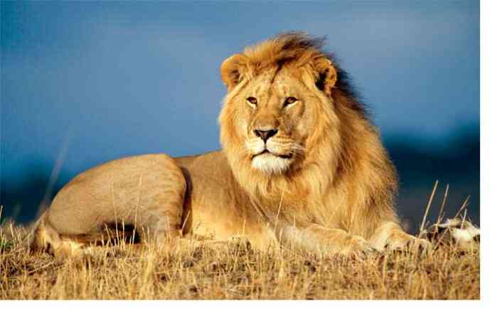 lion