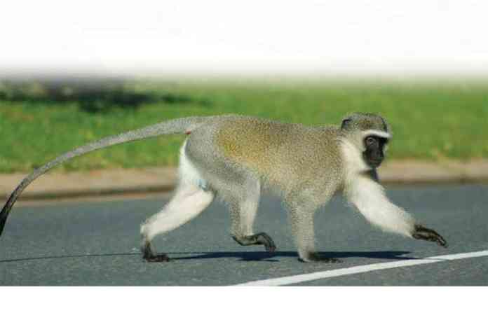 monkeys