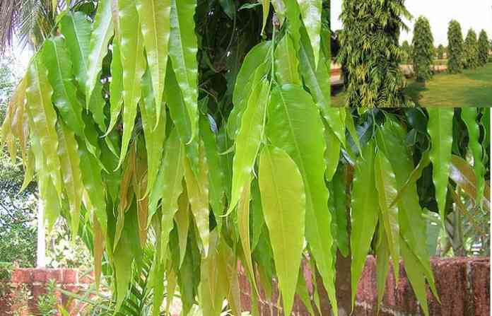 ashoka-tree