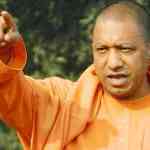 yogi