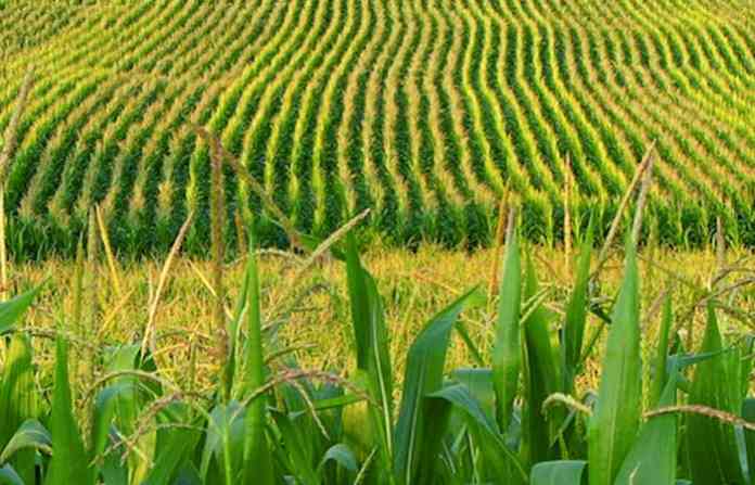 crops