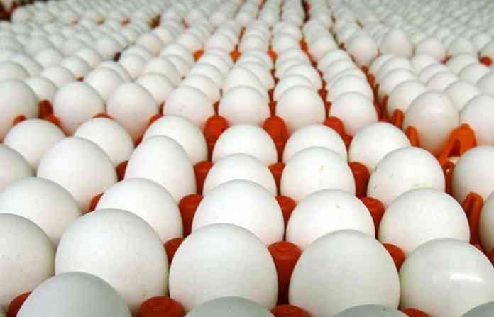 egg