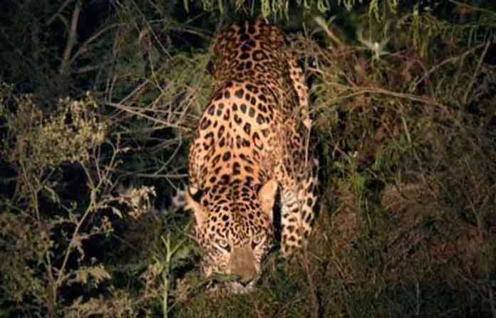 leopard